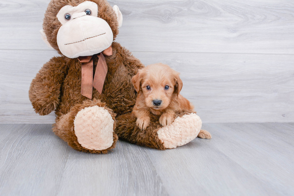 Mini Goldendoodle Pup Being Cute