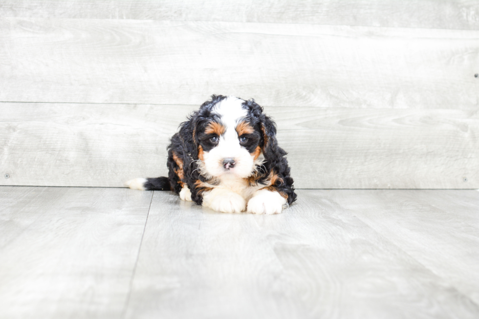 Mini Bernedoodle Puppy for Adoption