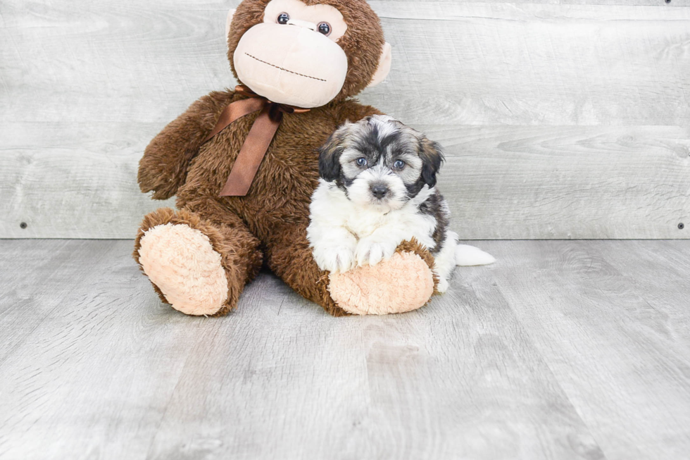 Havanese Pup Being Cute