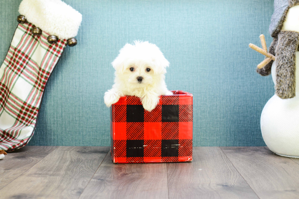 Sweet Maltese Purebred Puppy