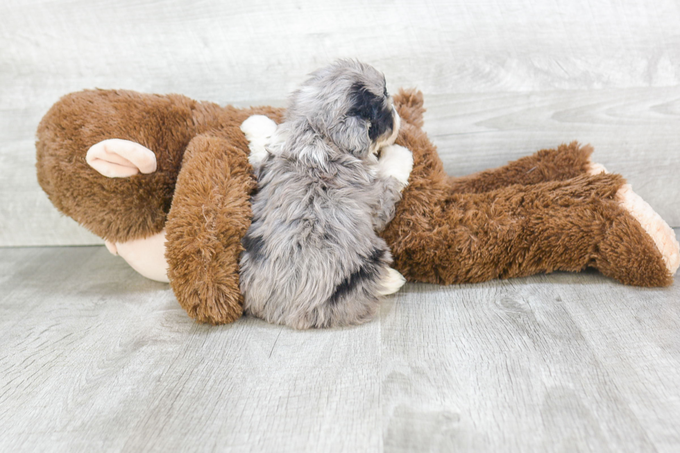 Small Mini Aussiedoodle Baby