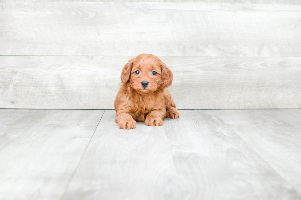 Funny Cockapoo Poodle Mix Pup