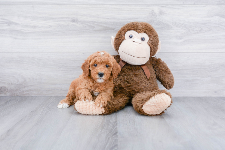 Mini Goldendoodle Pup Being Cute