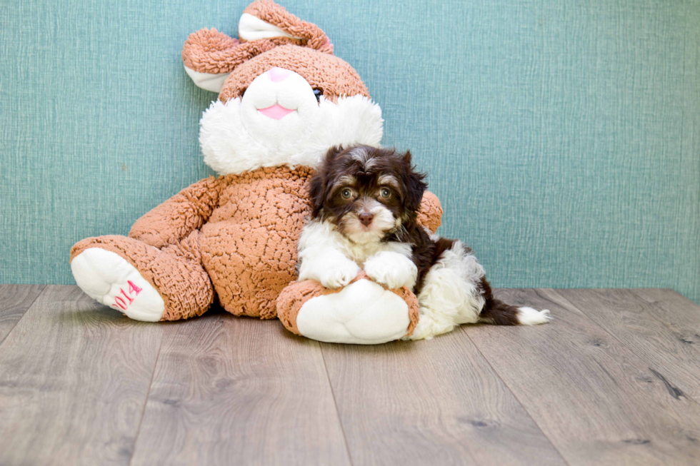 Meet Germaine - our Havanese Puppy Photo 