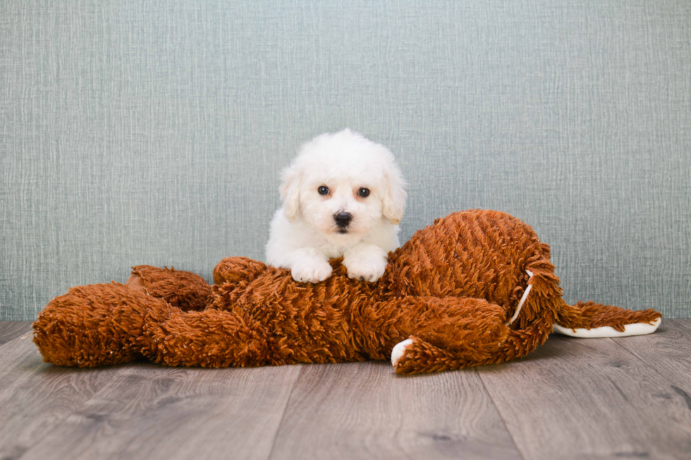 Adorable Bichon Frise Purebred Puppy