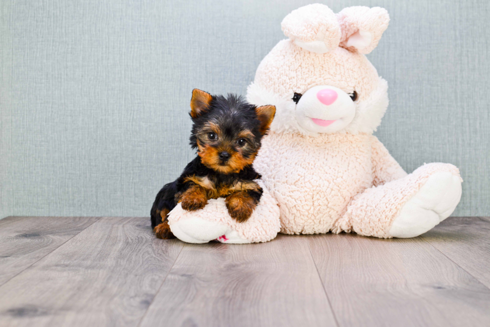 Meet Twinkle - our Yorkshire Terrier Puppy Photo 