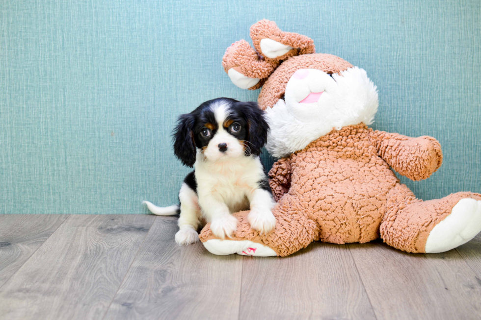 Cavalier King Charles Spaniel Pup Being Cute