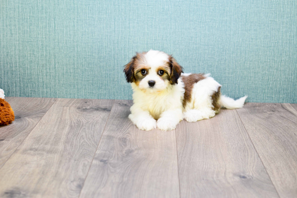 Meet Carly - our Cavachon Puppy Photo 