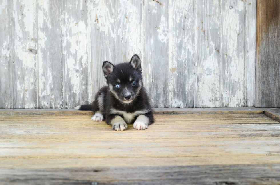 Pomsky Puppy for Adoption