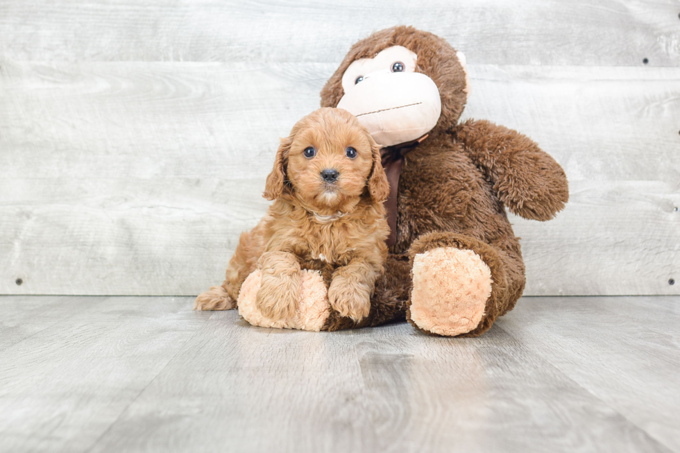 Hypoallergenic Cavoodle Poodle Mix Puppy