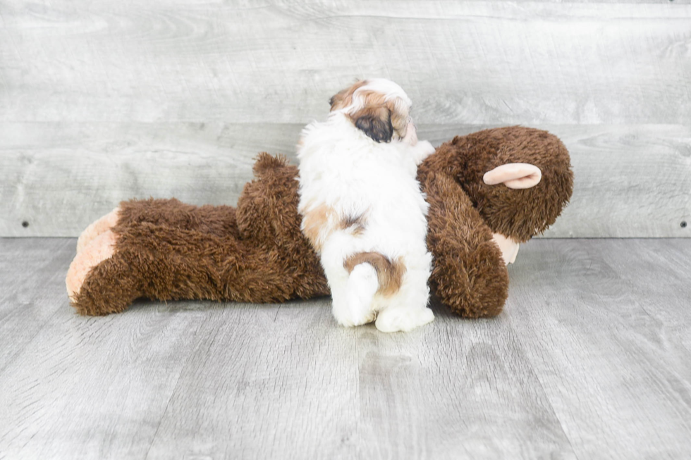 Best Teddy Bear Baby