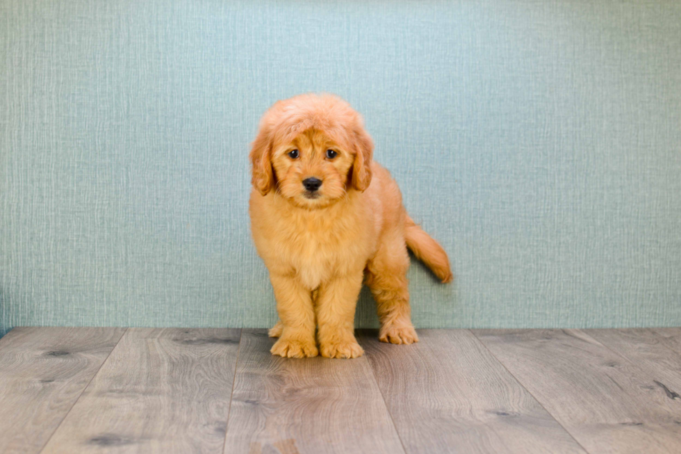 Petite Mini Goldendoodle Poodle Mix Pup