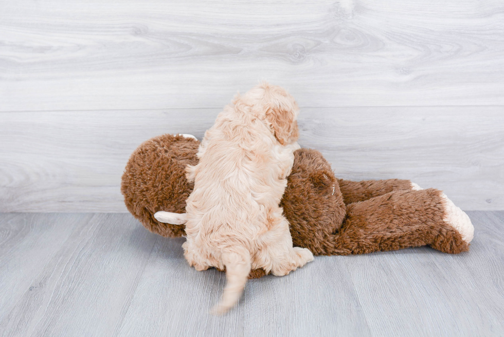 Cute Cockapoo Baby