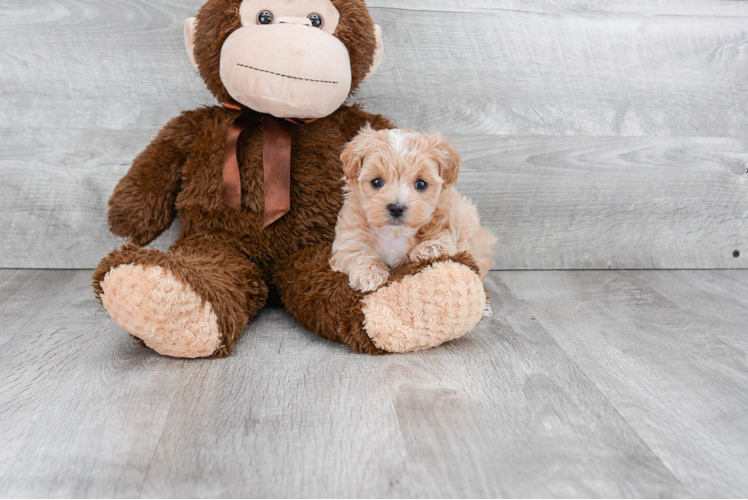 Happy Maltipoo Baby