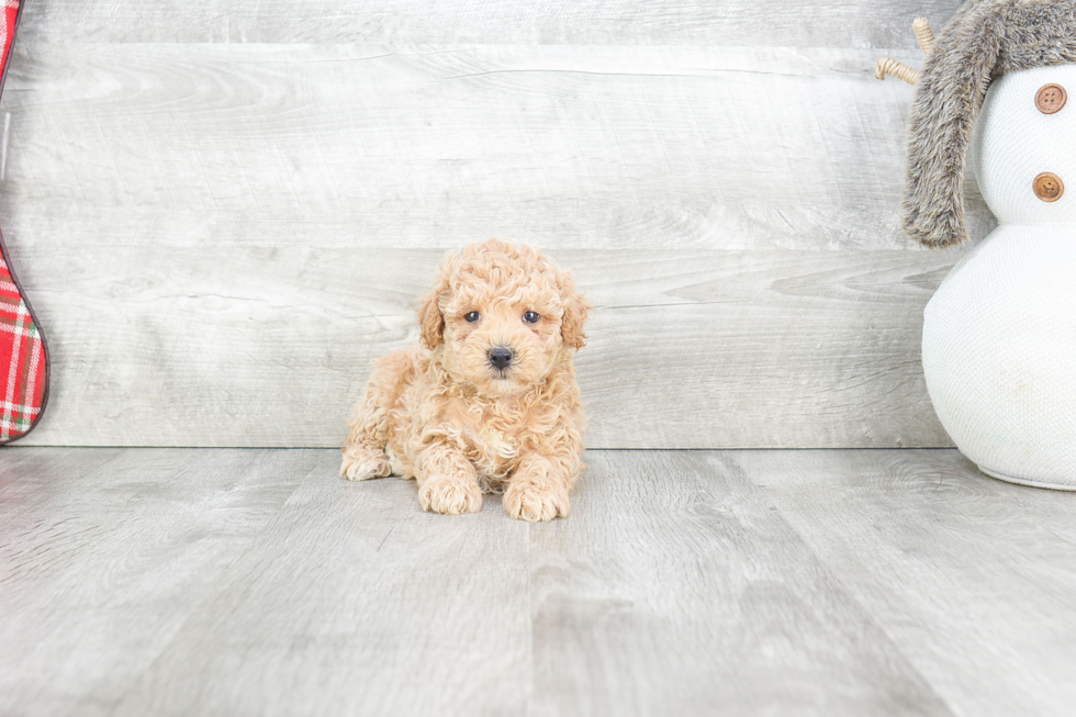 Adorable Maltepoo Poodle Mix Puppy