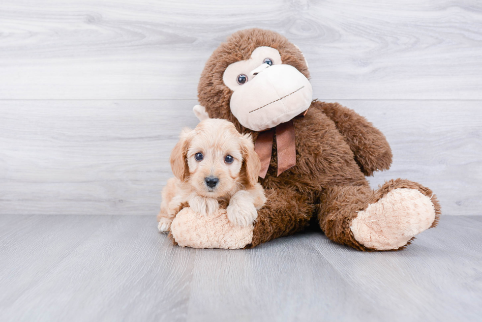 Smart Cavapoo Poodle Mix Pup