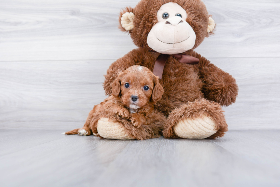 Small Cavapoo Baby