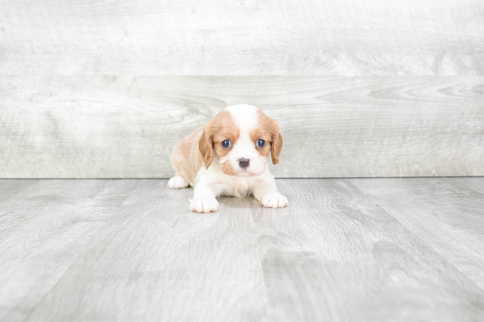 Cavalier King Charles Spaniel Pup Being Cute