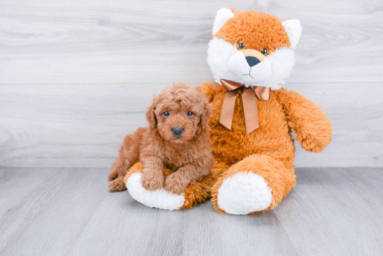 Mini Goldendoodle Puppy for Adoption