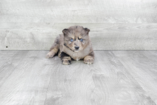 Little Mini Husky Designer Puppy