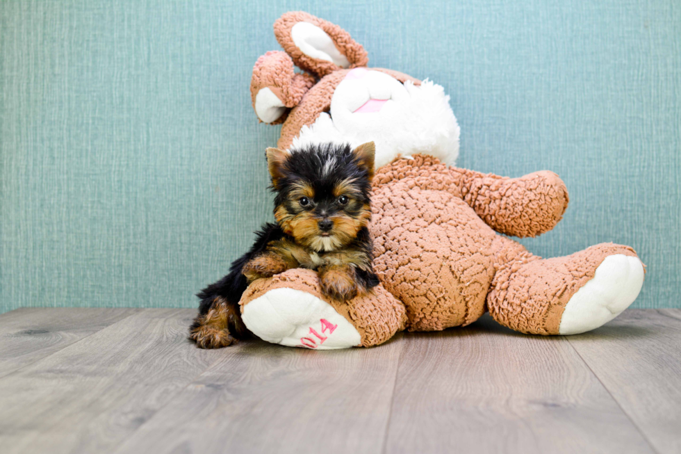 Meet Capone - our Yorkshire Terrier Puppy Photo 