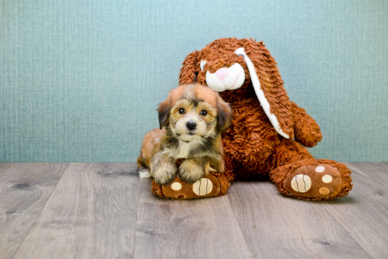 Playful Yorkie Designer Puppy