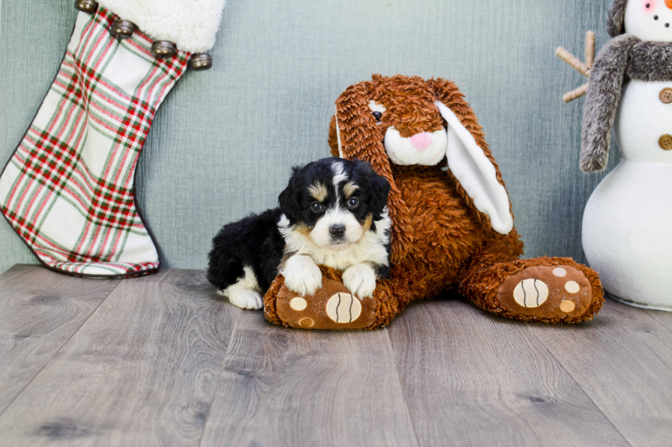 Petite Mini Aussiedoodle Poodle Mix Pup