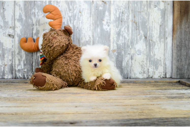 Cute Pomeranian Purebred Puppy