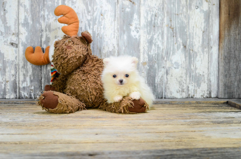 Cute Pomeranian Purebred Puppy