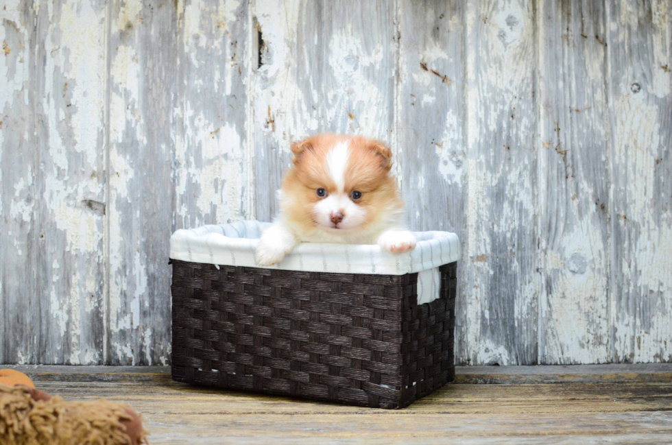 Pomeranian Puppy for Adoption