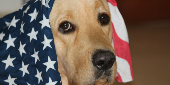 4th of July Safety Guide for Dogs 