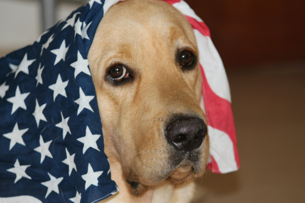 10 Expert Tips to Keep Your Dog Safe During the 4th of July