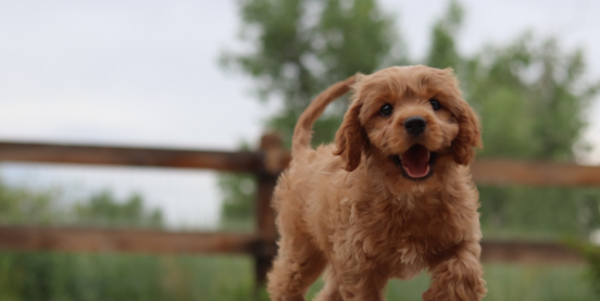 10 Reasons why the Cavapoo is a Top Dog