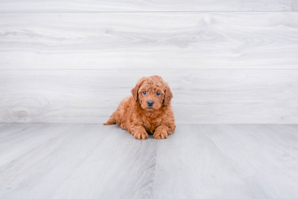 Best Mini Goldendoodle Baby