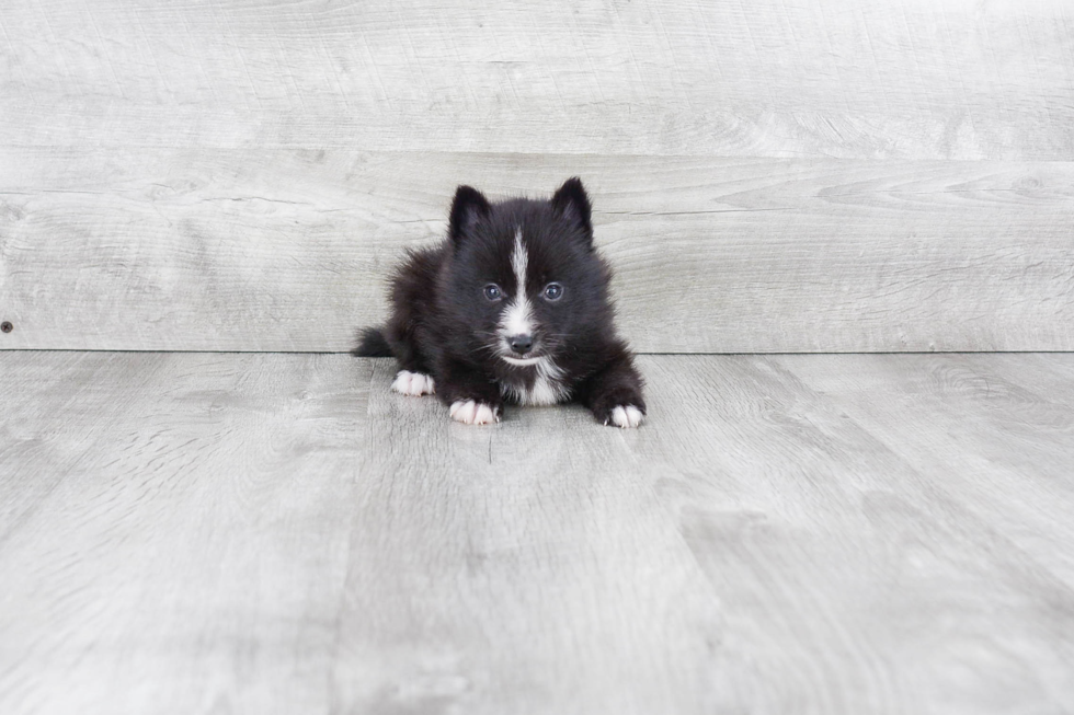 Pomsky Puppy for Adoption