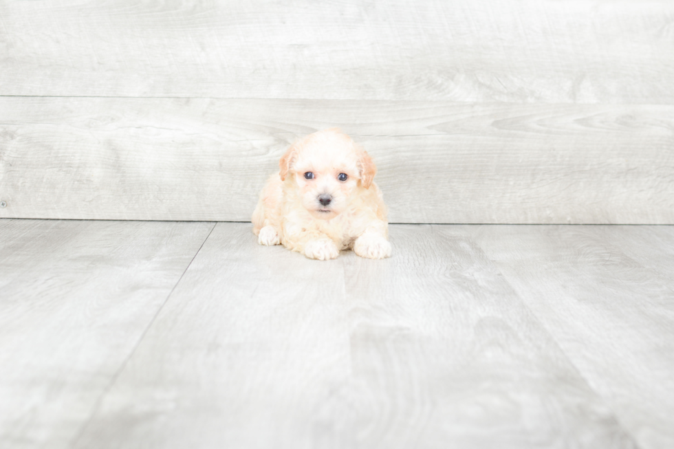 Hypoallergenic Maltepoo Poodle Mix Puppy