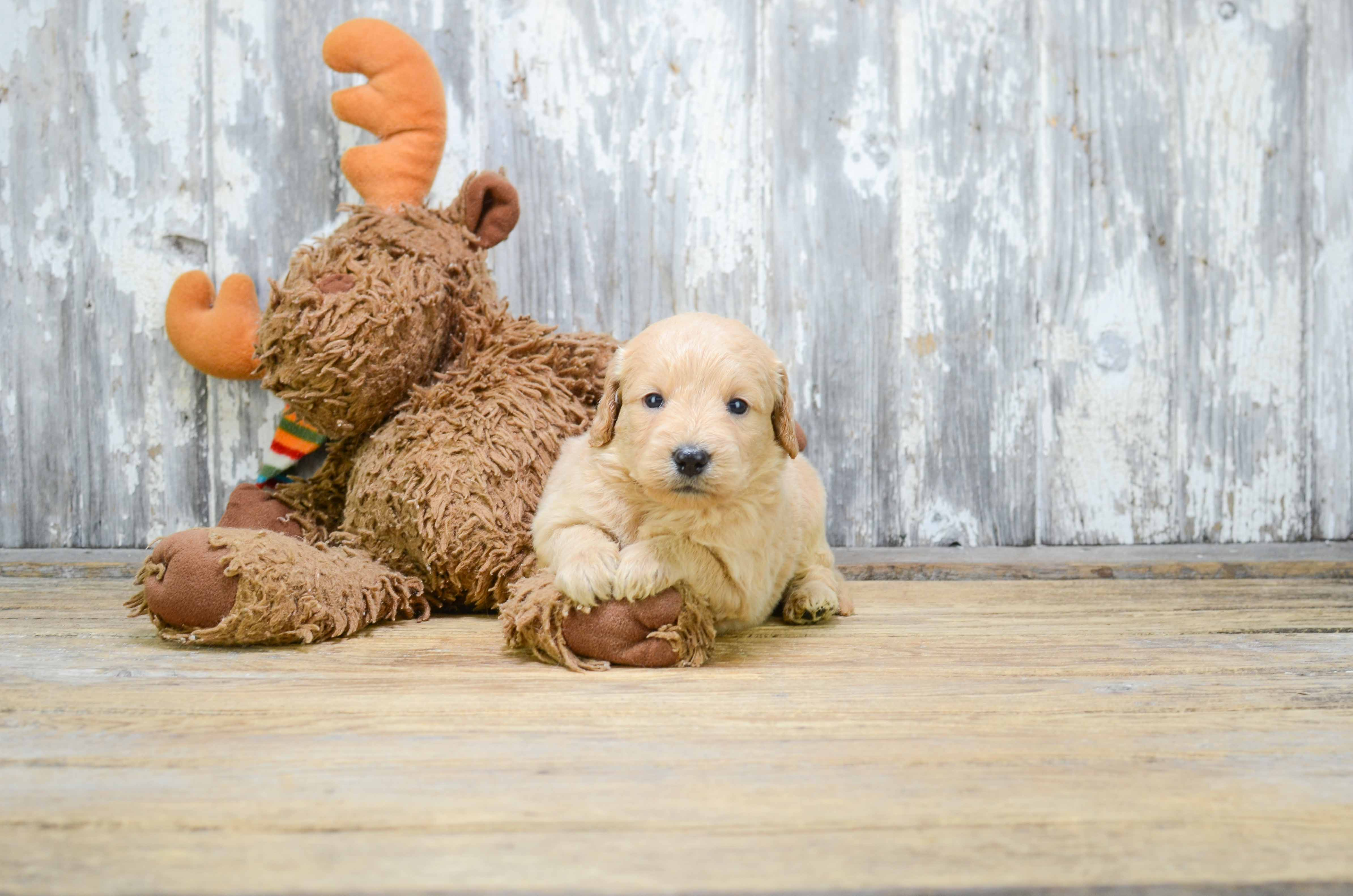 Friendly Mini Goldendoodle Baby
