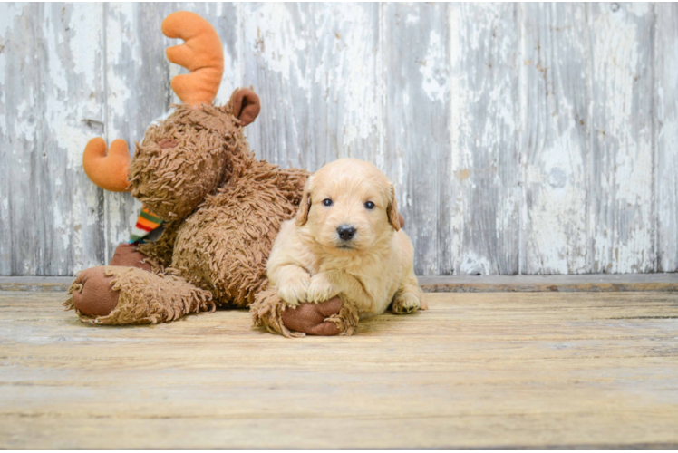 Friendly Mini Goldendoodle Baby