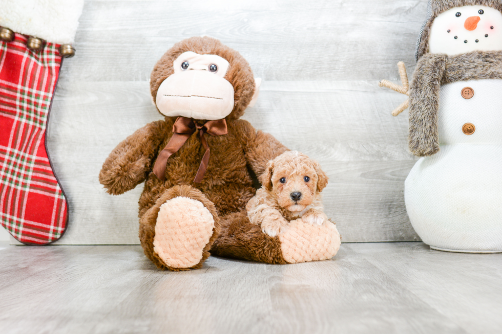 Maltipoo Puppy for Adoption