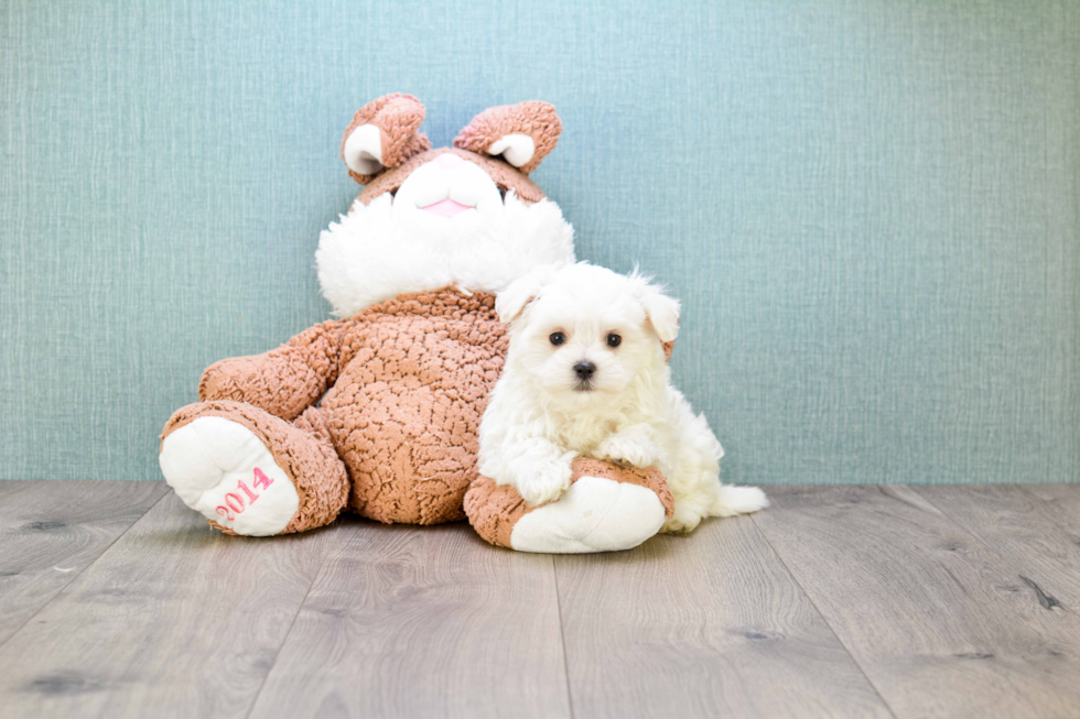 Maltese Pup Being Cute