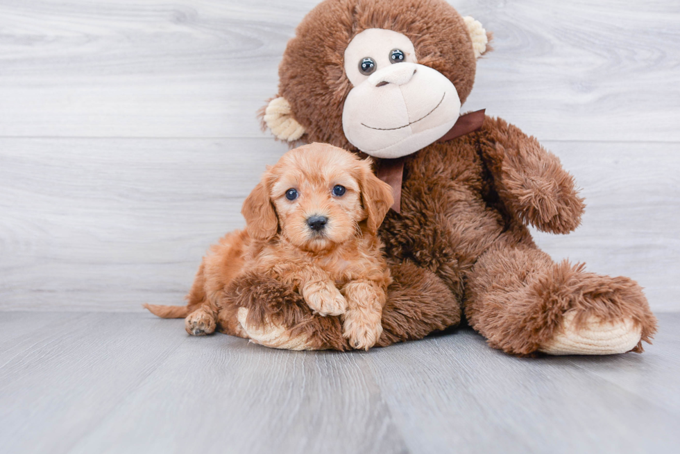 Best Mini Goldendoodle Baby