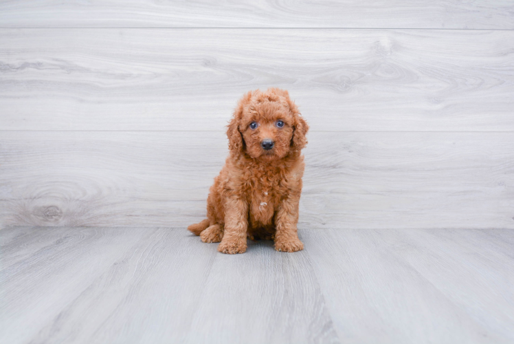 Mini Goldendoodle Puppy for Adoption