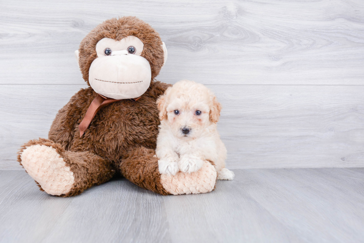 Hypoallergenic Maltepoo Poodle Mix Puppy