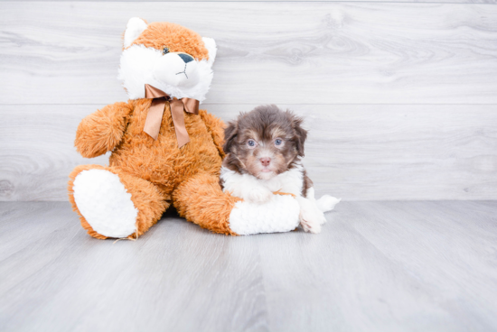 Petite Havanese Purebred Puppy