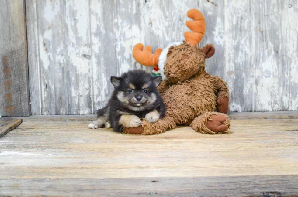 Fluffy Pomeranian Purebred Puppy