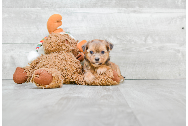 Shorkie Puppy for Adoption