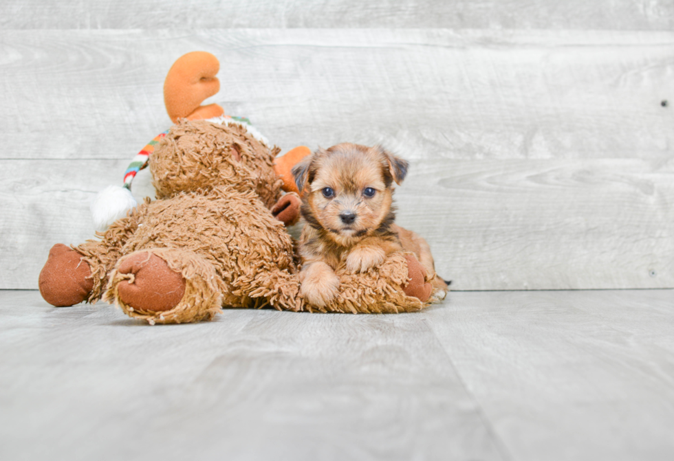 Shorkie Puppy for Adoption