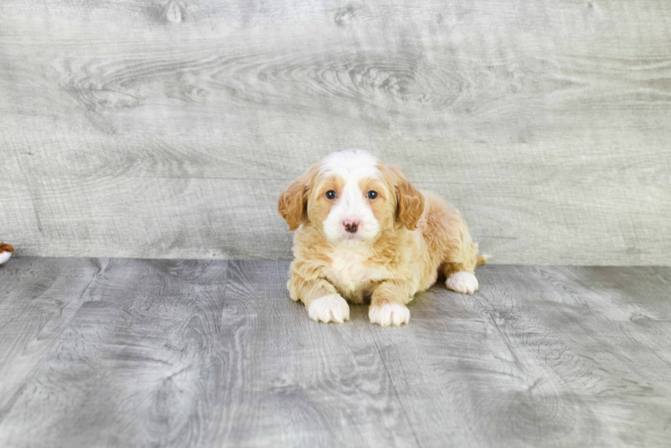 Adorable Golden Retriever Poodle Mix Puppy