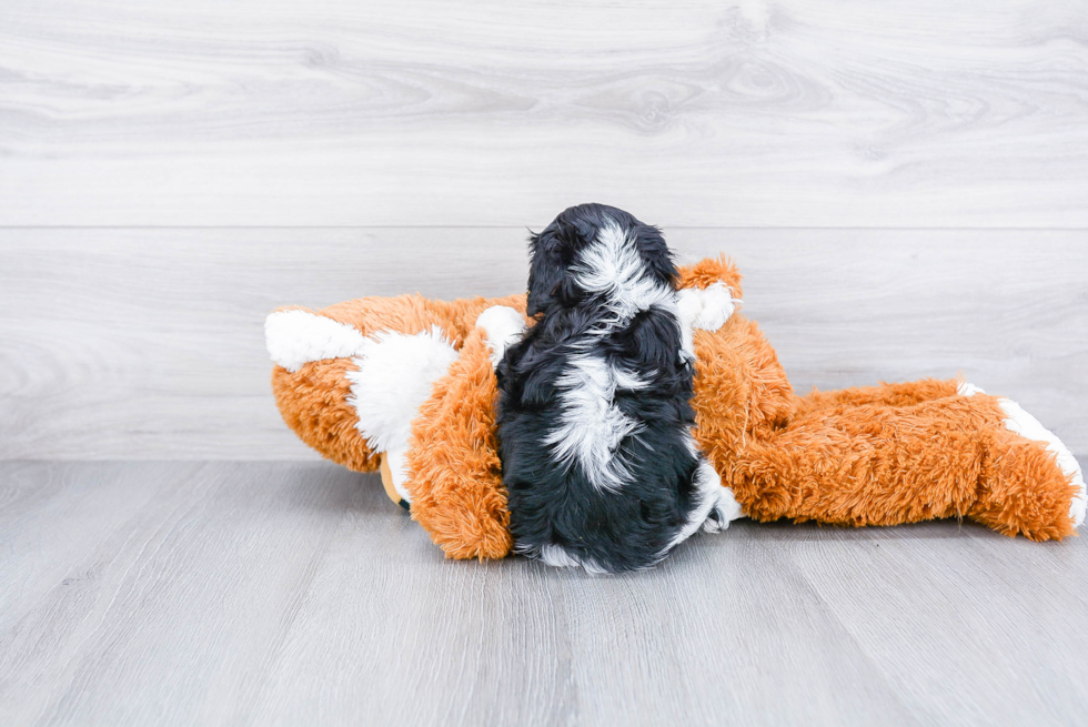 Best Cavalier King Charles Spaniel Baby