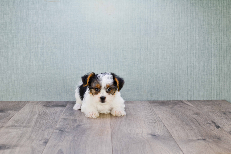 Meet Diddy - our Yorkshire Terrier Puppy Photo 